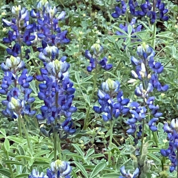 Meet your Posher, Maggie - Picture 2 of 3